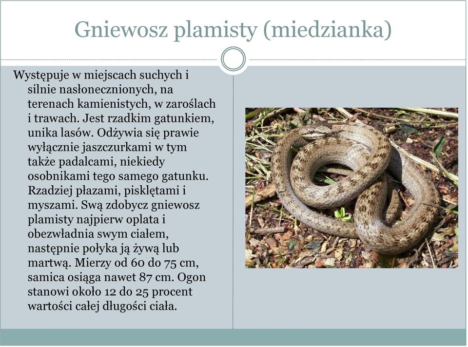 Odżywia się prawie wyłącznie jaszczurkami w tym także padalcami, niekiedy osobnikami tego samego gatunku.