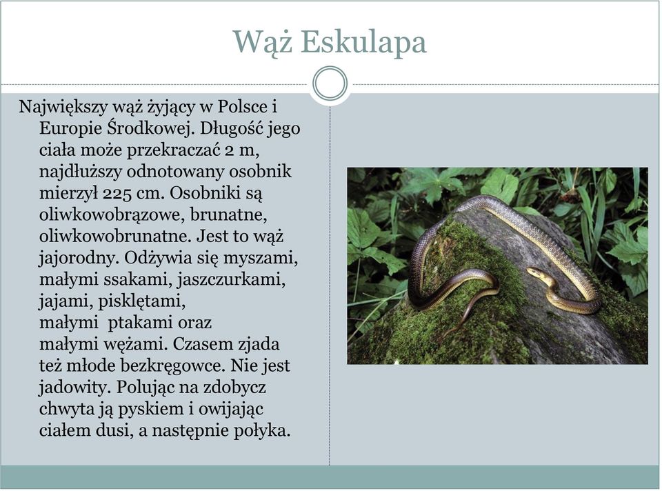 Osobniki są oliwkowobrązowe, brunatne, oliwkowobrunatne. Jest to wąż jajorodny.