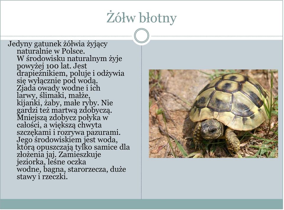 Zjada owady wodne i ich larwy, ślimaki, małże, kijanki, żaby, małe ryby. Nie gardzi też martwą zdobyczą.