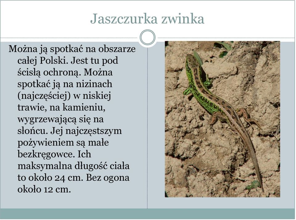 wygrzewającą się na słońcu. Jej najczęstszym pożywieniem są małe bezkręgowce.