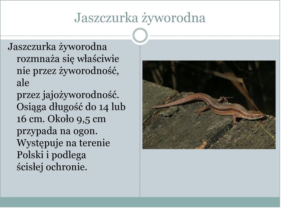 Osiąga długość do 14 lub 16 cm.