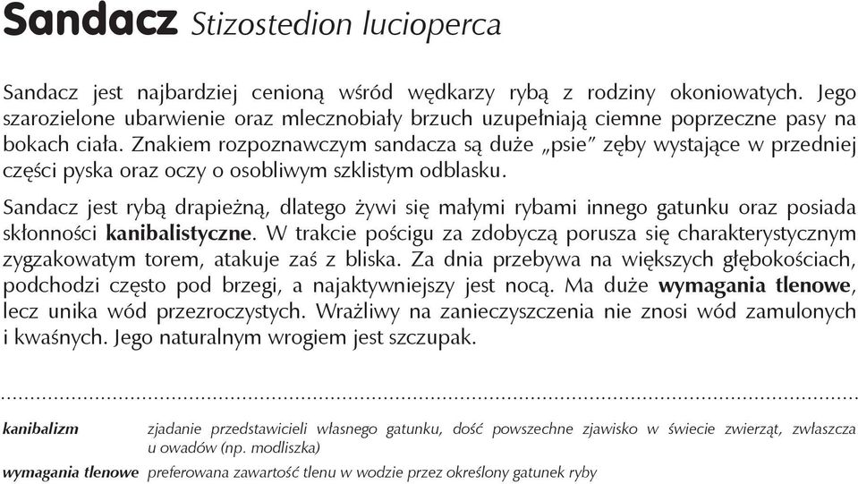 Znakiem rozpoznawczym sandacza są duże psie zęby wystające w przedniej części pyska oraz oczy o osobliwym szklistym odblasku.