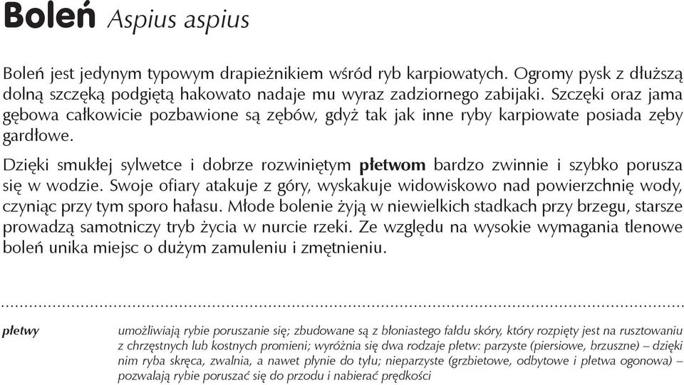 Dzięki smukłej sylwetce i dobrze rozwiniętym płetwom bardzo zwinnie i szybko porusza się w wodzie.