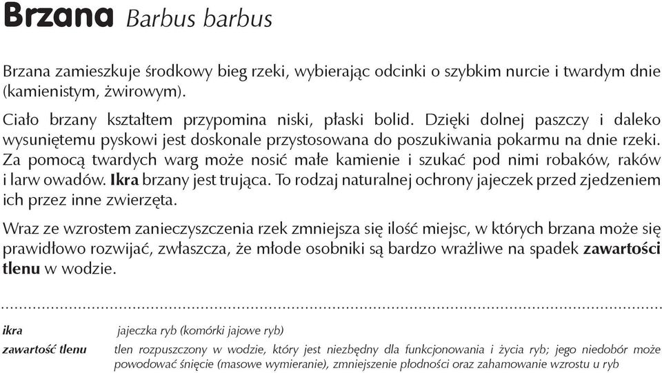 Za pomocą twardych warg może nosić małe kamienie i szukać pod nimi robaków, raków i larw owadów. Ikra brzany jest trująca.