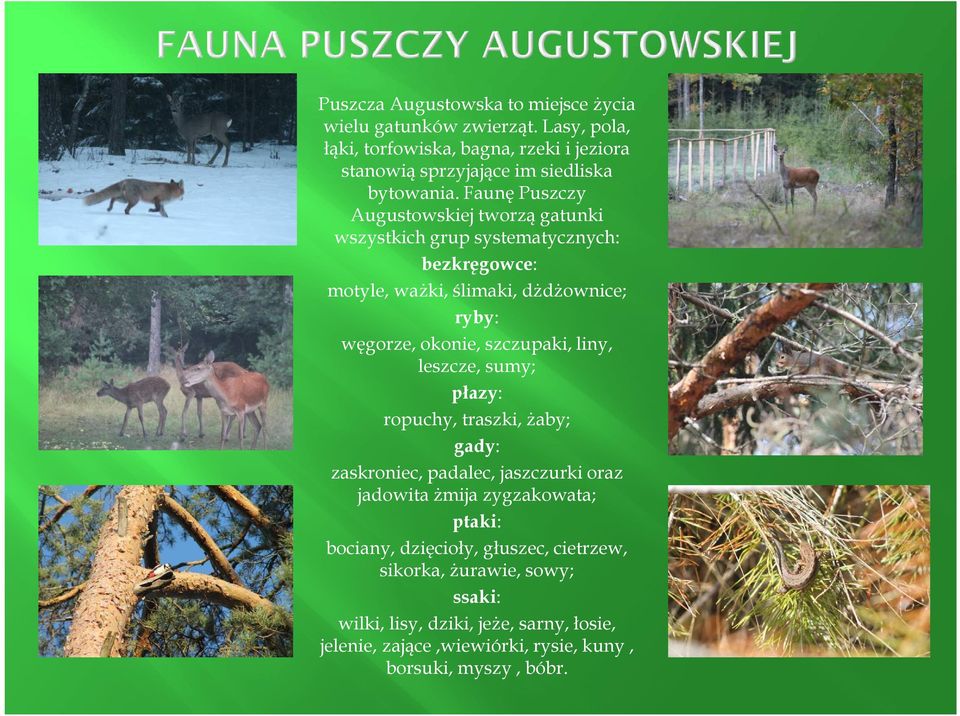 Faunę Puszczy Augustowskiej tworzą gatunki wszystkich grup systematycznych: bezkręgowce: motyle, ważki, ślimaki, dżdżownice; ryby: węgorze, okonie,