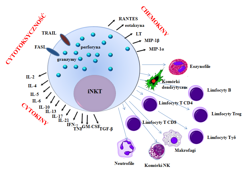 Postepy Hig Med Dosw (online), 2013; tom 67: 65-78 Ryc. 3. Główne funkcje komórek NKT typu I (na podstawie [80]; zmodyfikowano) tym aktywacja komórek NKT wymaga dodatkowego sygnału kostymulującego, m.