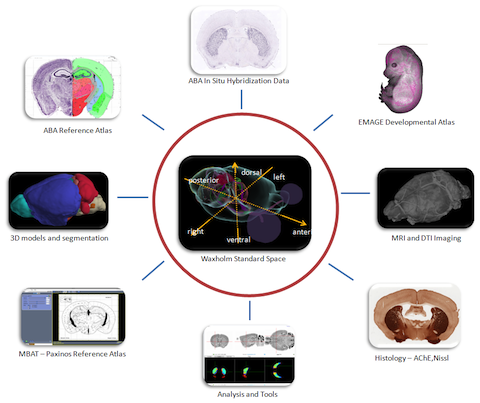 Wybrane działania INCF Digital Atlasing Infrastructure Waxholm Space (Przestrzeń atlasu mózgu myszy) Scalable Brain Atlas Modelowanie NineML (język opisu