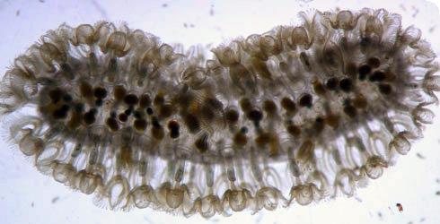 INTEGRACJA superorganizmu Selenaria Cupuladriidae Cheilostomata morska Cupuladria pewne mszywioły mogą pełzać inne kroczyć na
