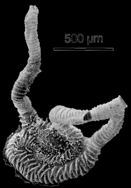 PŁEĆ w superorganizmie 500 Ma PLANKTON w toni oceanicznej trudno o kontakt płciowy wraz z przejściem do planktonu utrata samców osobnik męski