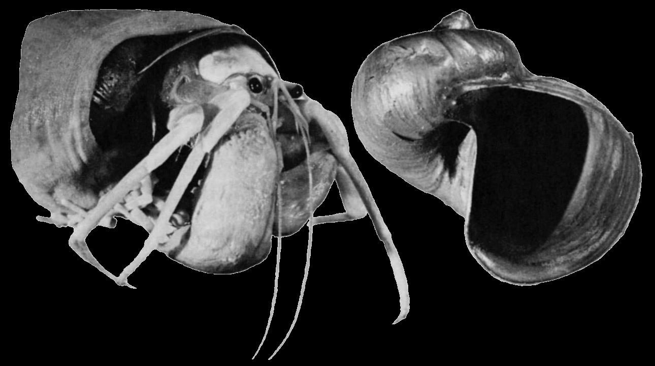 KOEWOLUCJA układów symbiotycznych współwystępujące gatunki zwykle konkurują częste są jednak stałe związki dające korzyści przynajmniej jednemu z nich 1973 John Maynard Smith & G.R.