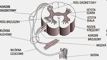 Drogi przekazywania informacji czuciowej do rdzenia kręgowego Bruzda pośrodkowa tylna Zwoje czuciowe są położone w obrębie korzonków grzbietowych rdzenia kręgowego.