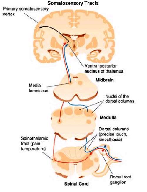 Drogi wstępujące sznurów tylnych rdzenia kręgowego Tą drogą docierają do mózgu czucie skórne dotyku, oraz propriocepcja ruchowa (z mięśni, stawów i ścięgien) Neuron IV w korze somatosensorycznej