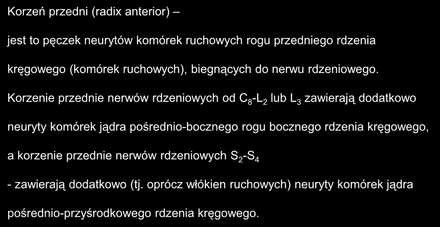 Korzeń przedni (radix anterior) jest to pęczek neurytów komórek ruchowych rogu przedniego rdzenia kręgowego (komórek ruchowych), biegnących do nerwu rdzeniowego.