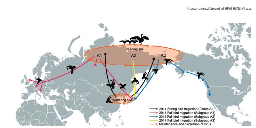 Geneza epidemii HPAI H5N2 i H5N8 w