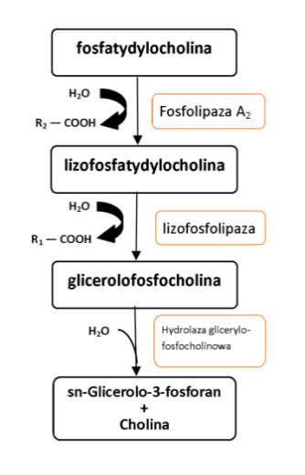 Część literaturowa: Błony biologiczne aktywność zależy od ilości cholesterolu dostarczonego z zewnątrz wraz z pokarmem (Murray i wsp., 2012).