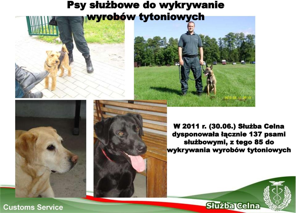 ) Służba Celna dysponowała łącznie 137