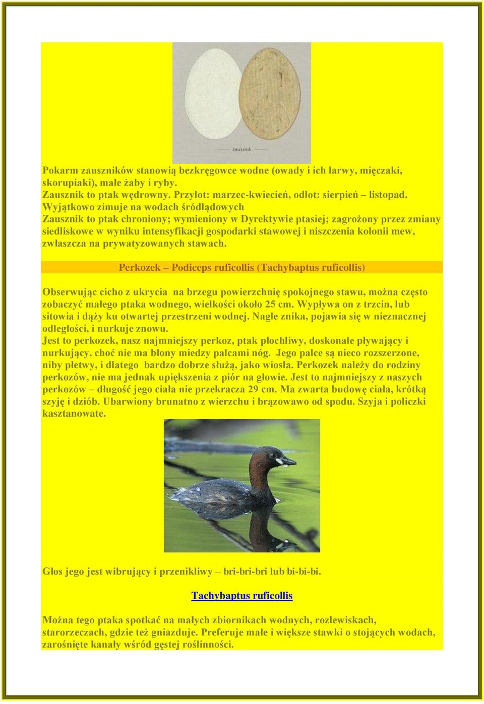 kolonii mew, zwłaszcza na prywatyzowanych stawach.