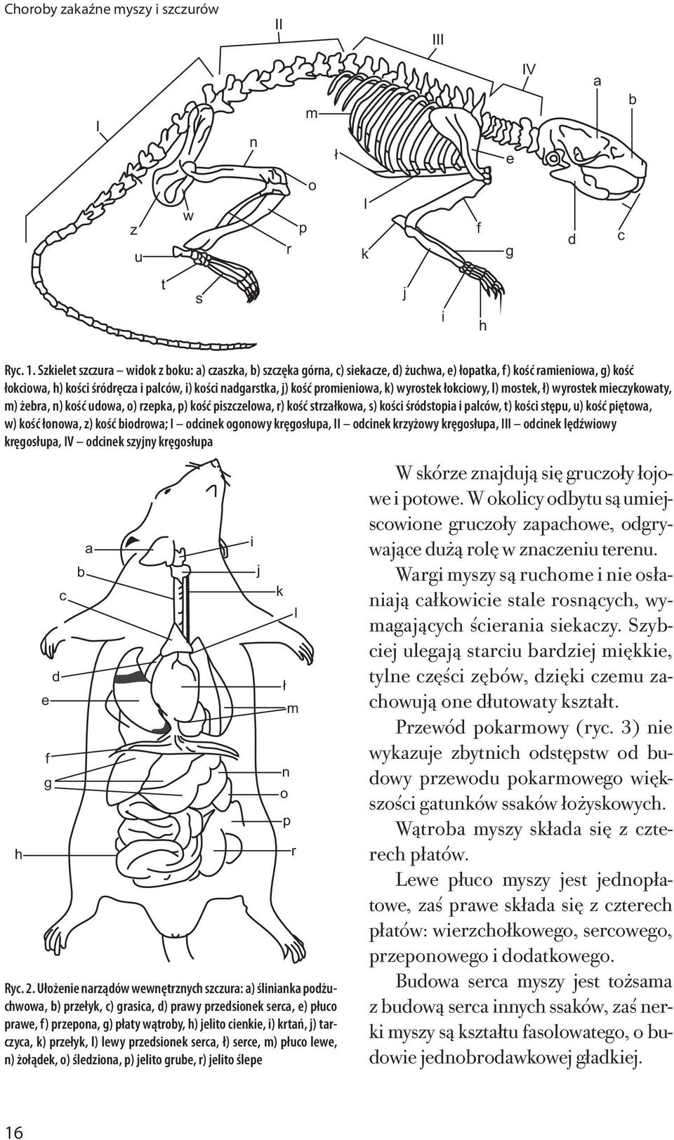 ość pszzow, r) ość strzłow, s) oś śróstop pów, t) oś stępu, u) ość pętow, w) ość łonow, z) ość orow; I on oonowy ręosłup, II on rzyżowy ręosłup, III on ęźwowy ręosłup, IV on szyny ręosłup ³ m n o p