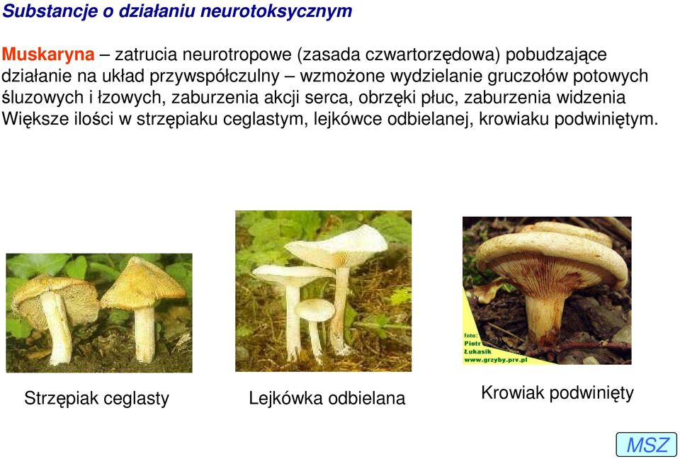 łzowych, zaburzenia akcji serca, obrzęki płuc, zaburzenia widzenia Większe ilości w strzępiaku