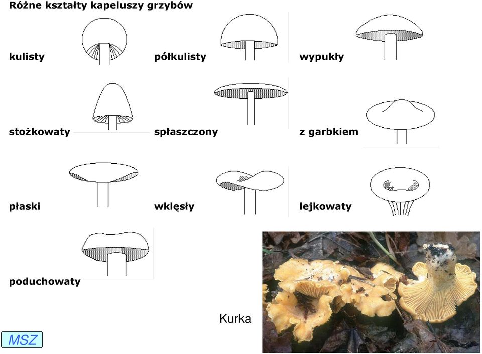 stoŝkowaty spłaszczony z garbkiem