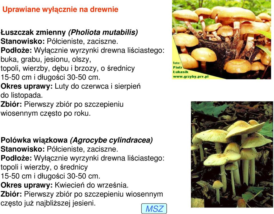 Okres uprawy: Luty do czerwca i sierpień do listopada. Zbiór: Pierwszy zbiór po szczepieniu wiosennym często po roku.