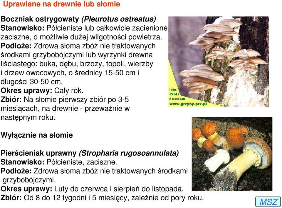 Okres uprawy: Cały rok. Zbiór: Na słomie pierwszy zbiór po 3-5 miesiącach, na drewnie - przewaŝnie w następnym roku.