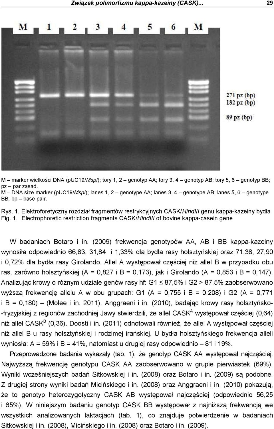 1. Electrophoretic retriction fragment CASK/HindIII of bovine kappa-caein gene W badaniach Botaro i in.