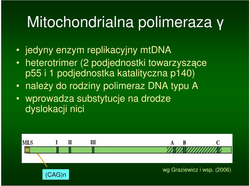 katalityczna p140) naleŝy do rodziny polimeraz DNA typu A