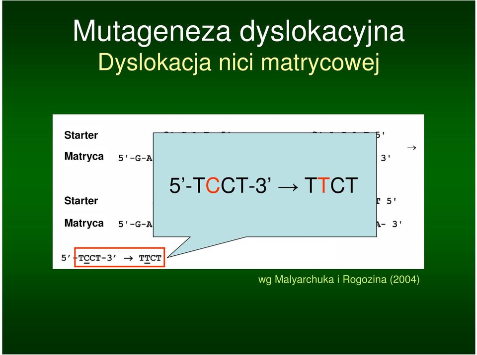 Starter Matryca Starter 5