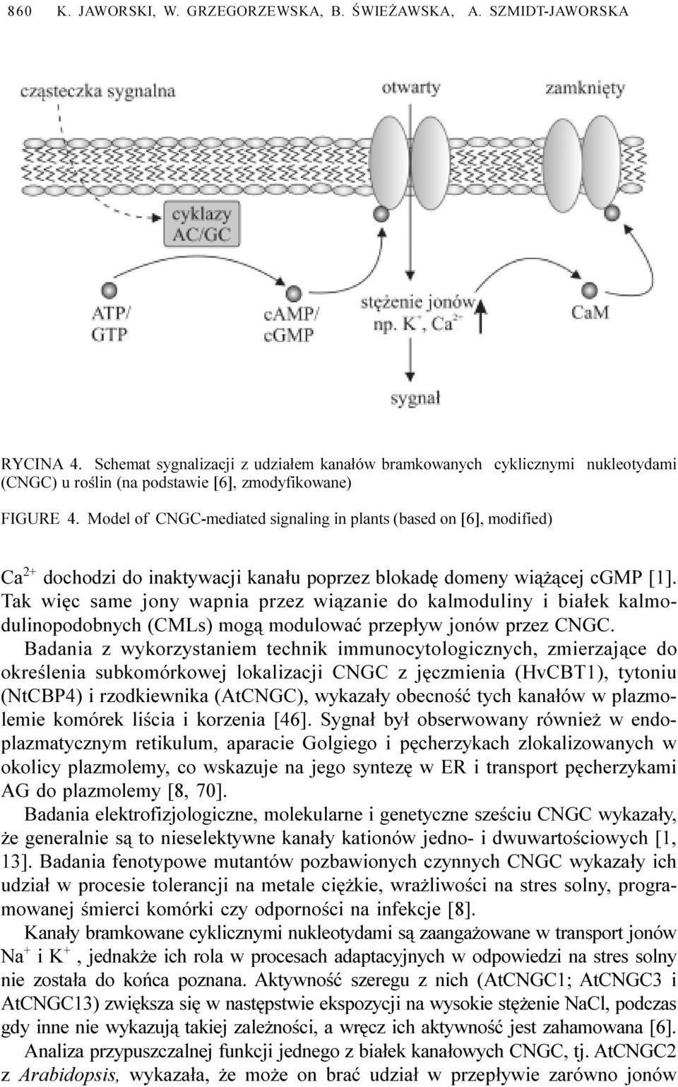 Model of CNGC-mediated signaling in plants (based on [6], modified) Ca 2+ dochodzi do inaktywacji kana³u poprzez blokadê domeny wi¹ ¹cej cgmp [1].