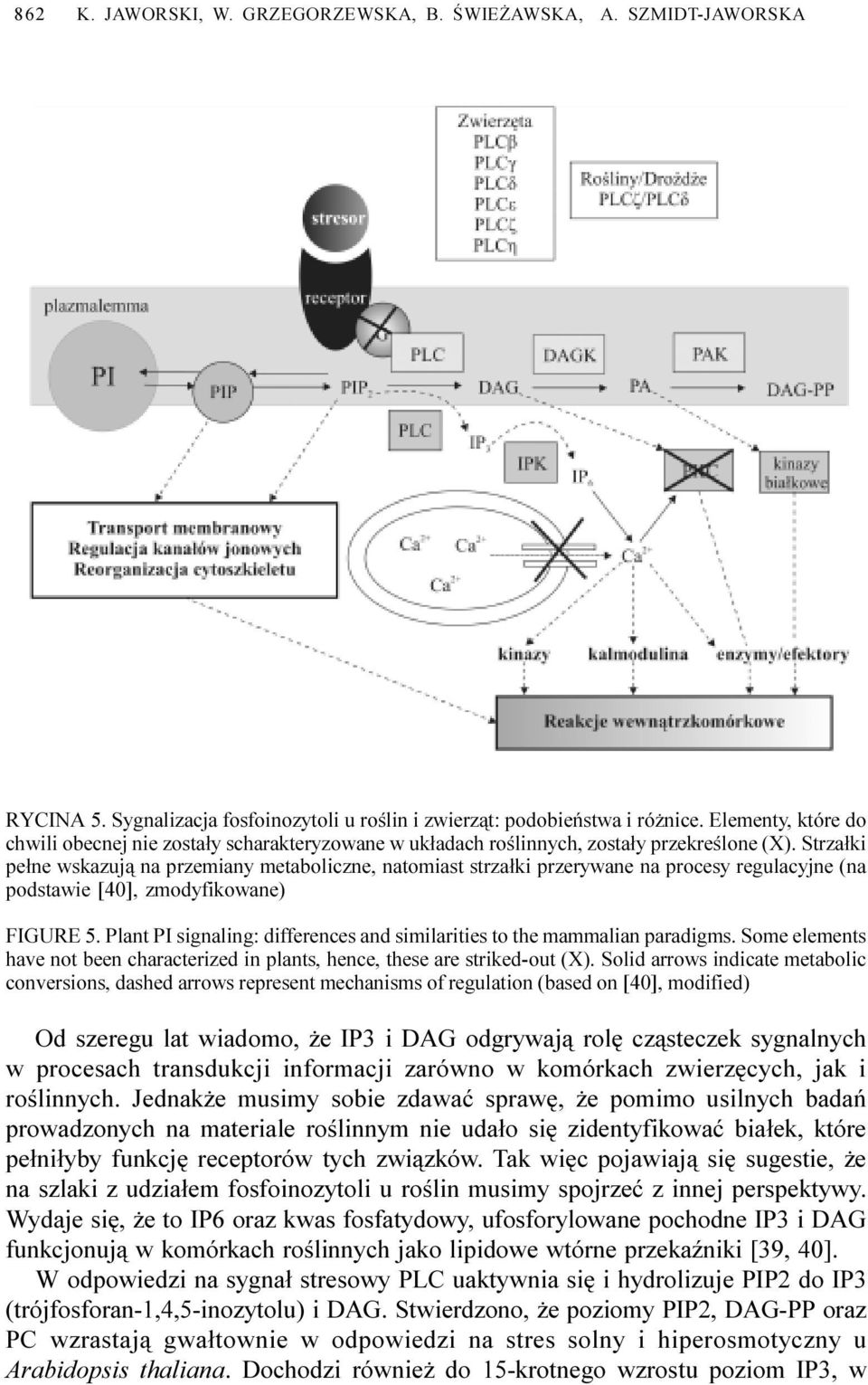 Strza³ki pe³ne wskazuj¹ na przemiany metaboliczne, natomiast strza³ki przerywane na procesy regulacyjne (na podstawie [40], zmodyfikowane) FIGURE 5.