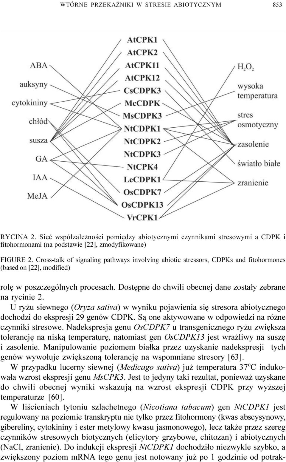 Dostêpne do chwili obecnej dane zosta³y zebrane na rycinie 2. U ry u siewnego (Oryza sativa) w wyniku pojawienia siê stresora abiotycznego dochodzi do ekspresji 29 genów CDPK.