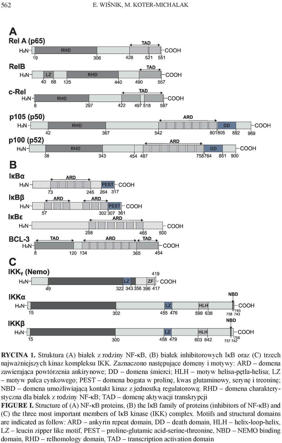 glutaminowy, serynę i treoninę; NBD domena umożliwiającą kontakt kinaz z jednostką regulatorową; RHD domena charakterystyczna dla białek z rodziny NF-κB; TAD domenę aktywacji transkrypcji FIGURE I.