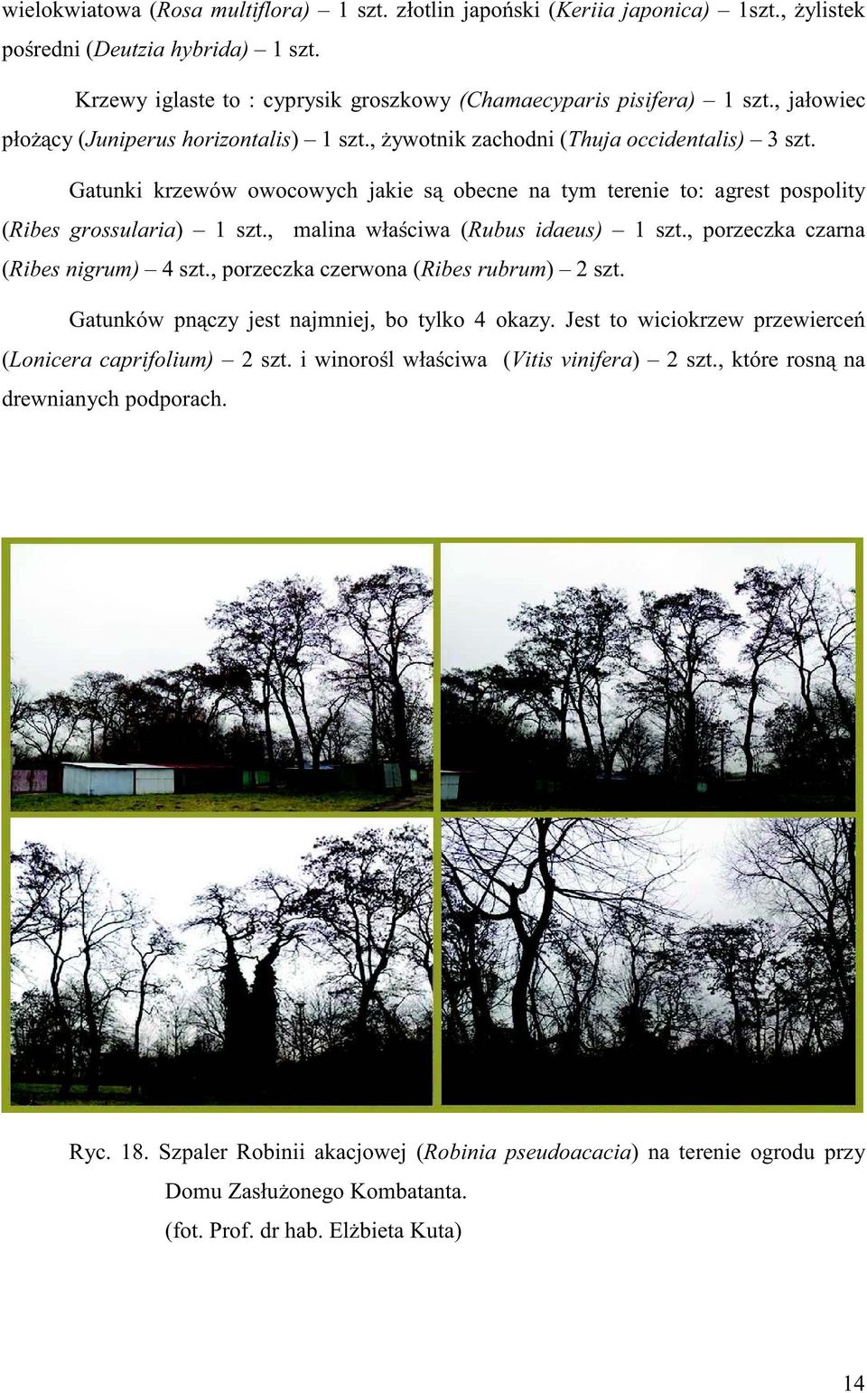 Gatunki krzewów owocowych jakie są obecne na tym terenie to: agrest pospolity (Ribes grossularia) 1 szt., malina właściwa (Rubus idaeus) 1 szt., porzeczka czarna (Ribes nigrum) 4 szt.