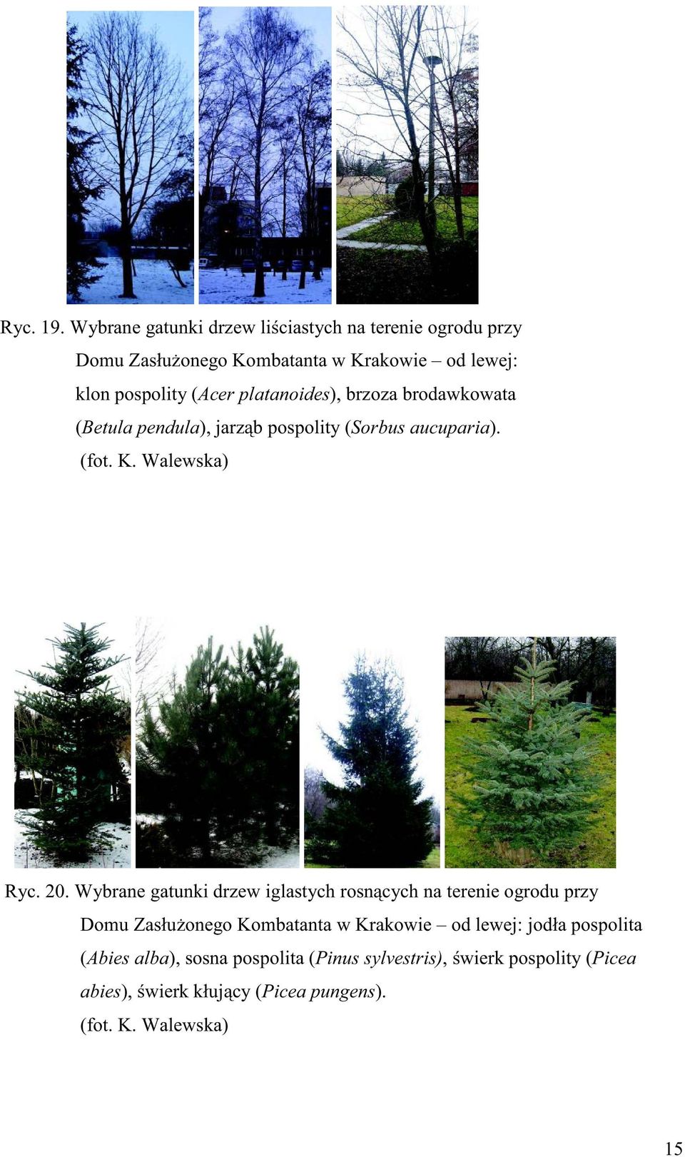 platanoides), brzoza brodawkowata (Betula pendula), jarząb pospolity (Sorbus aucuparia). (fot. K. Walewska) Ryc. 20.