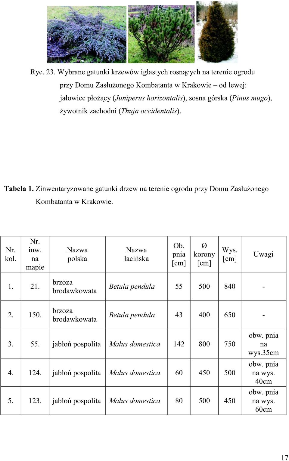 mugo), żywotnik zachodni (Thuja occidentalis). Tabela 1. Zinwentaryzowane gatunki drzew na terenie ogrodu przy Domu Zasłużonego Kombatanta w Krakowie. Nr. kol. Nr. inw.