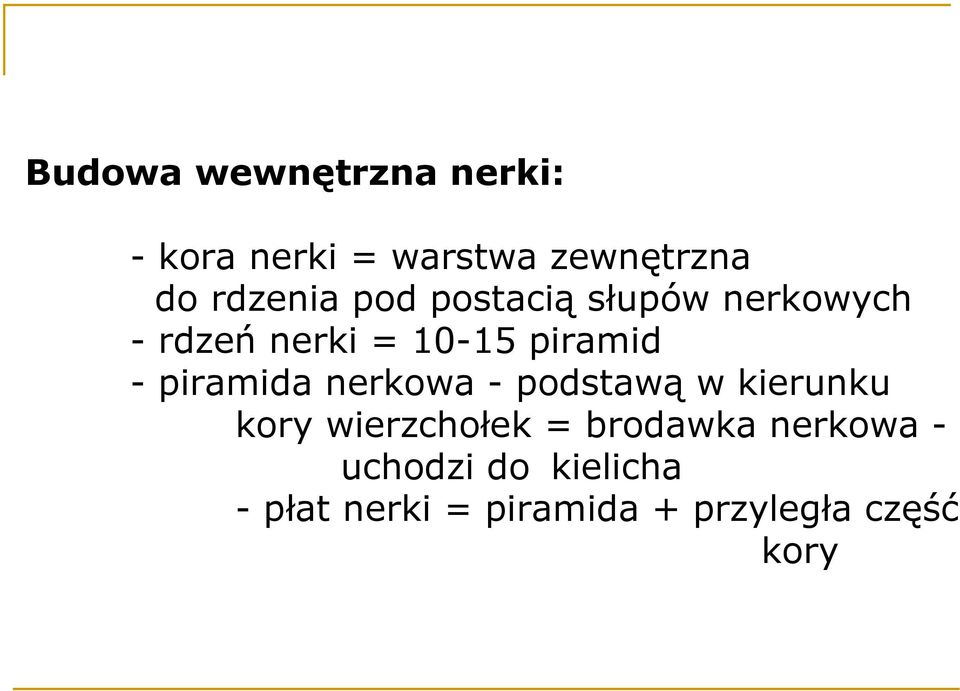 - piramida nerkowa - podstawą w kierunku kory wierzchołek = brodawka