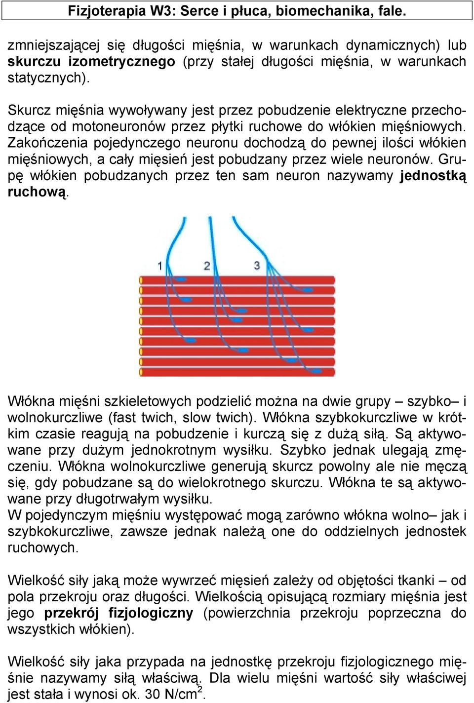 Zakończenia pojedynczego neuronu dochodzą do pewnej ilości włókien mięśniowych, a cały mięsień jest pobudzany przez wiele neuronów.