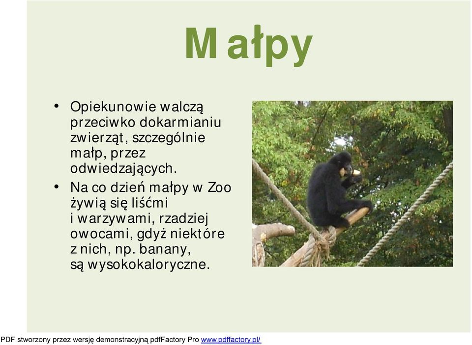 Na co dzień małpy w Zoo żywią się liśćmi i warzywami,