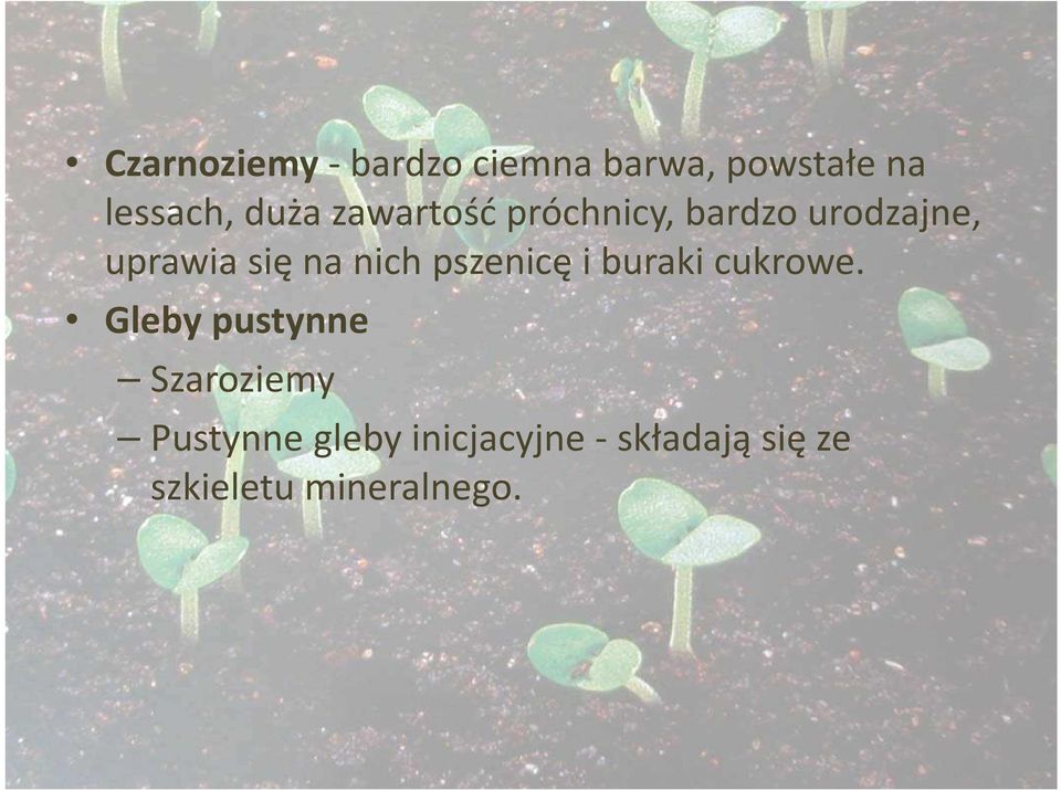 pszenicę i buraki cukrowe.