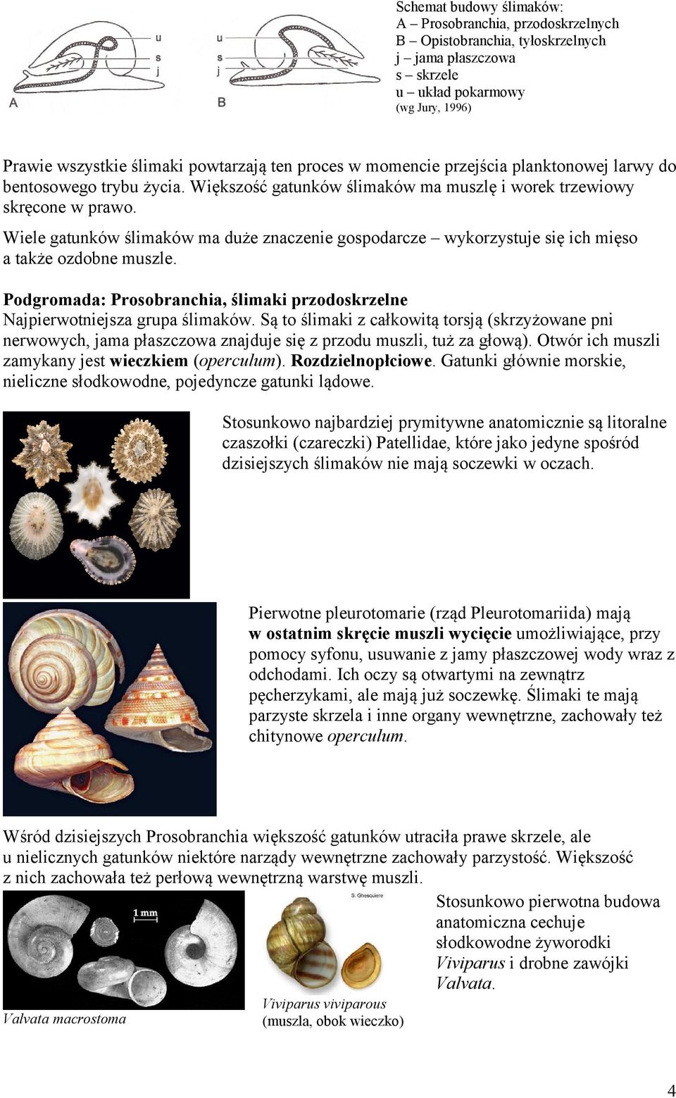 Wiele gatunków ślimaków ma duże znaczenie gospodarcze wykorzystuje się ich mięso a także ozdobne muszle. Podgromada: Prosobranchia, ślimaki przodoskrzelne Najpierwotniejsza grupa ślimaków.
