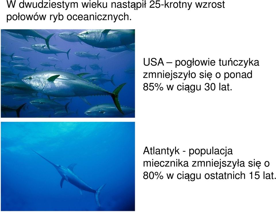 USA pogłowie tuńczyka zmniejszyło się o ponad 85% w