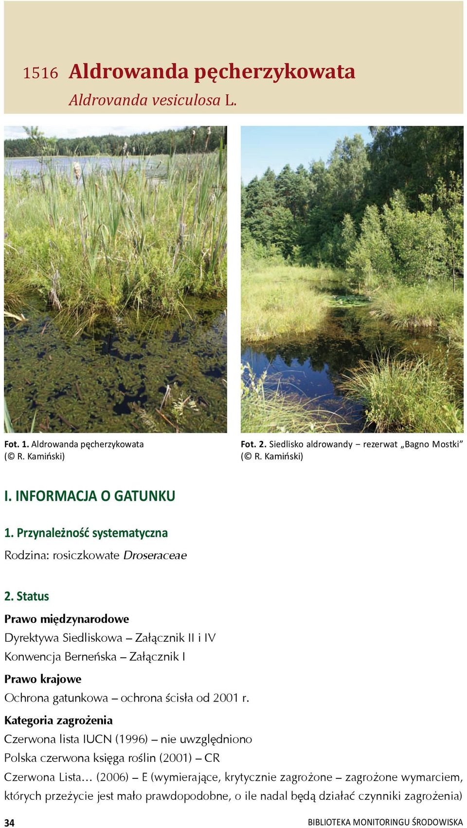 Status Prawo mi dzynarodowe Dyrektywa Siedliskowa Za cznik II i IV Konwencja Berne ska Za cznik I Prawo krajowe Ochrona gatunkowa ochrona cis a od 2001 r.