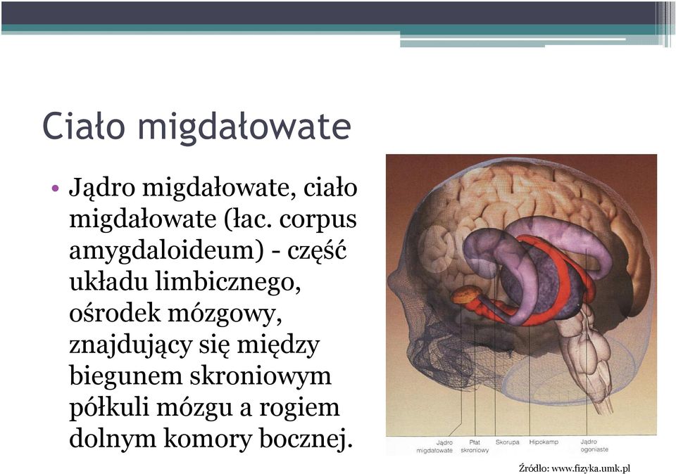 mózgowy, znajdujący się między biegunem skroniowym półkuli