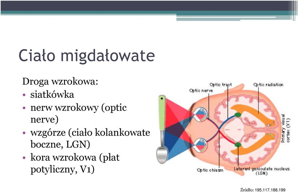 wzgórze (ciało kolankowate boczne, LGN)