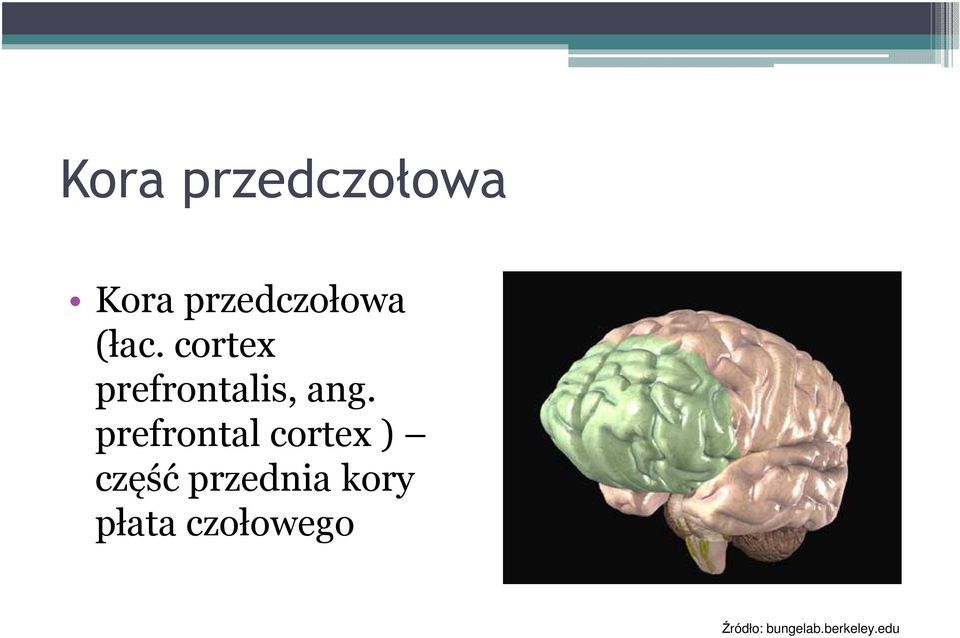 prefrontal cortex ) część przednia