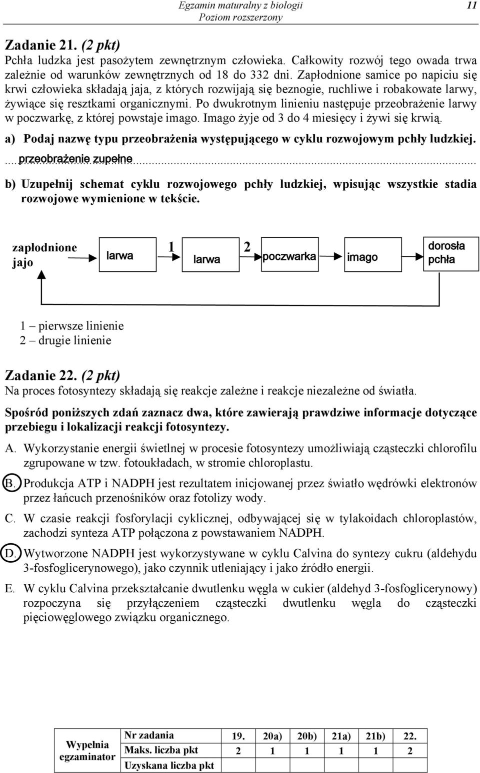 Po dwukrotnym linieniu następuje przeobrażenie larwy w poczwarkę, z której powstaje imago. Imago żyje od 3 do 4 miesięcy i żywi się krwią.