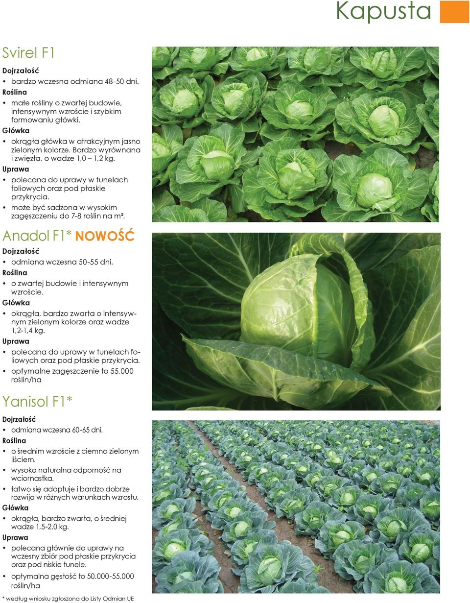 może być sadzona w wysokim zagęszczeniu do 7-8 roślin na m². Anadol F1* NOWOŚĆ Dojrzałość odmiana wczesna 50-55 dni. Roślina o zwartej budowie i intensywnym wzroście.