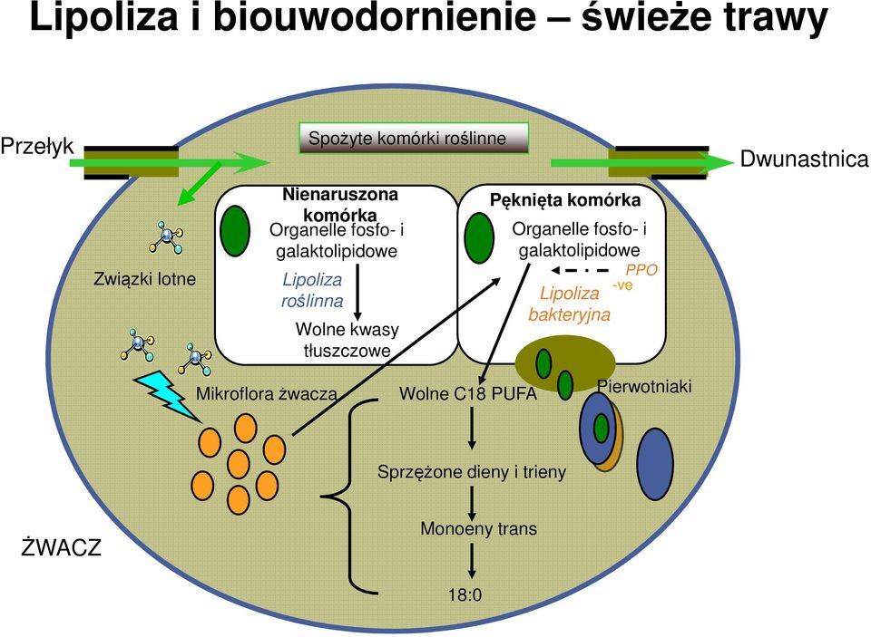 tłuszczowe Pęknięta komórka Organelle fosfo- i galaktolipidowe Lipoliza bakteryjna PPO -ve