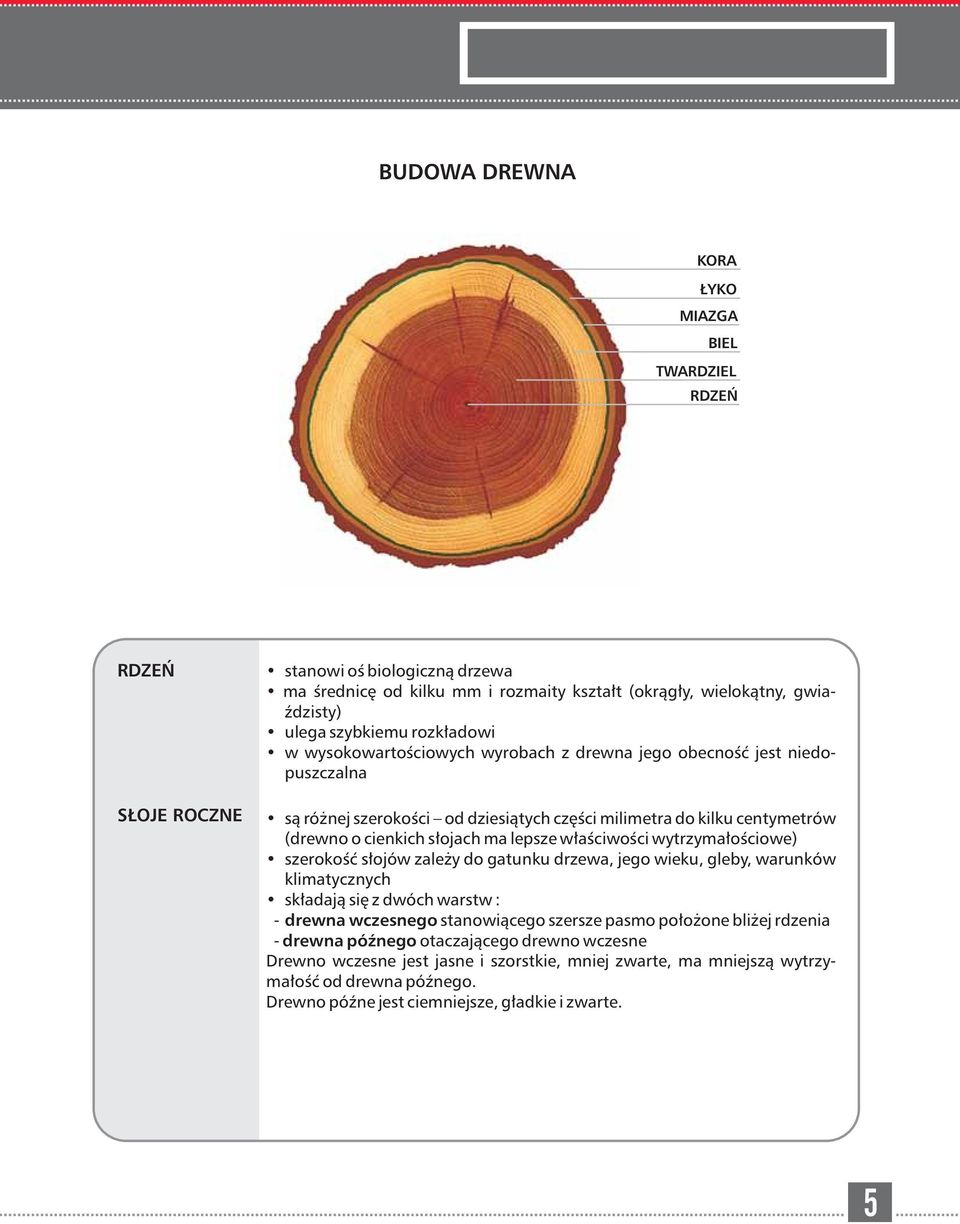 właściwości wytrzymałościowe) szerokość słojów zależy do gatunku drzewa, jego wieku, gleby, warunków klimatycznych składają się z dwóch warstw : drewna wczesnego stanowiącego szersze pasmo położone